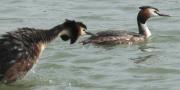 Cabussó emplomallat (Podiceps cristatus)