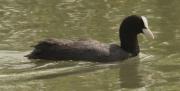 Fotja vulgar (Fulica atra)