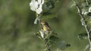 verderol comú o verdum (Carduelis chloris)