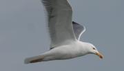 Gavià argentat (Larus michahellis)