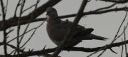 Tórtora turca (Streptopelia decaocto)