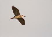 Martinet de nit (Nycticorax nycticorax)