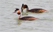 Cabussó emplomallat (Podiceps cristatus)