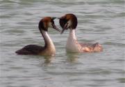 Cabussó emplomallat (Podiceps cristatus)