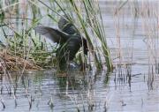 Còpula de Fotja (Fulica atra)