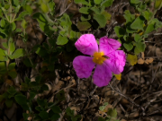 Estepa menorquina (Cistus creticus)