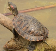 Tortuga de Florida (Trachemys scripta elegans)