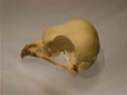 Crani Xoriguer (Falco tinnunculus)