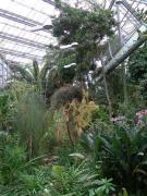 Hortus Botanicus Amsterdam 1/5