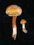 Cortinarius colymbadinus Fr.