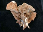 Discina ancillis (Pers.) Sacc (= Gyromitra perlata)