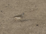 Bisbita pratense (Anthus pratensis)