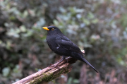 Mascle de Merla (Turdus merula)