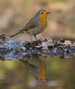 Pit roig (Erithacus rubecola)
