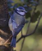 Mallerenga blava (Cyanistes caeruleus)