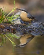 Pica-soques blau (Sitta europaea)
