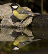 Femella de Mallerenga carbonera (Parus major)
