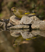 Femella de Verdum (Carduelis chloris)