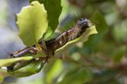 Malacosoma castrensis (Malacosoma castrensis ) 1de2