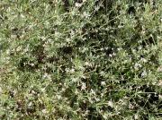 Botja d'escombres (Dorycnium pentaphyllum)