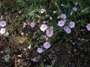 Corretjola (Convolvulus althaeoides)