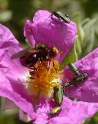 Sicus ferrugineus