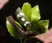 Malacosoma (Clisiocampa) castrense 1/2