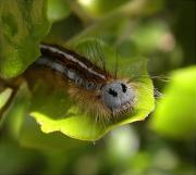 Malacosoma (Clisiocampa) castrense 2/2