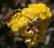 Synaema globosum matant a una presa i controlant a un Stenopterus rufus