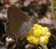 Satyrium esculi