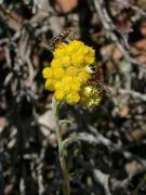 Sempreviva borda (Helichrysum stoechas)