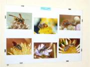 Exposició de fotos d'insectes, festes per en Ramón a l'Obac