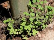 Rementerola (Satureja calamintha, = Calamintha nepeta)