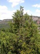 Savina ( Juniperus phoenicea)