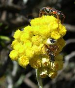 La globosum