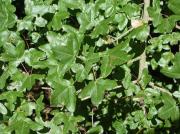 Auró negre (Acer monspessulanum)