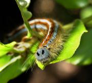 Malacosoma neustria