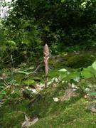 Orobanche sp.