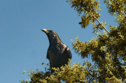 Corb (Corvus corax)
