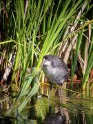 Focha jove (Fulica atra)