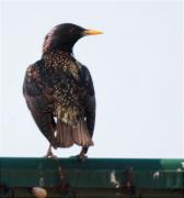 Estornell vulgar (Sturnus vulgaris)