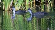 Joves de Fotja (Fulica atra)