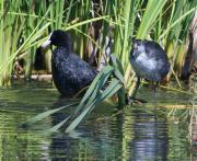 Adult i jove de Fotja (Fulica atra)