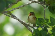 boscarla de canyar / carricero comun (Acrocephalus scirpaceus)