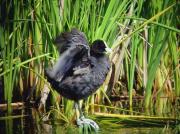 Focha (Fulica atra)