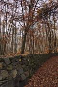 Passejant per la Fageda