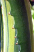 Atzavara (Agave americana)