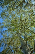 Capçades de plataners (Platanus hispanica)