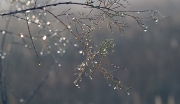 Gotes d'aigua (Gotas de agua)