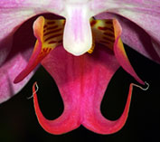 Orquídia - Phalaenopsis